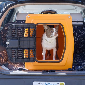 A large dog sitting comfortably in the open trunk area of a vehicle.